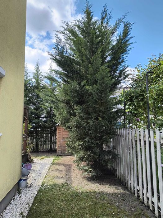 taieri, amenajari gard viu, arbusti ornamentali, conifere ornamentale