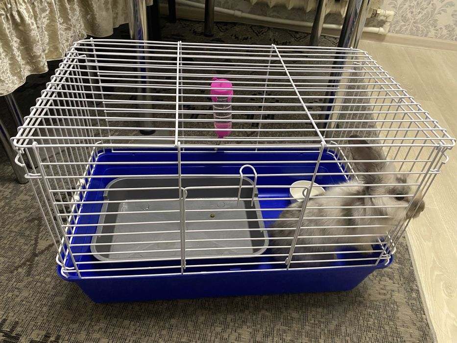 декоративного кролика