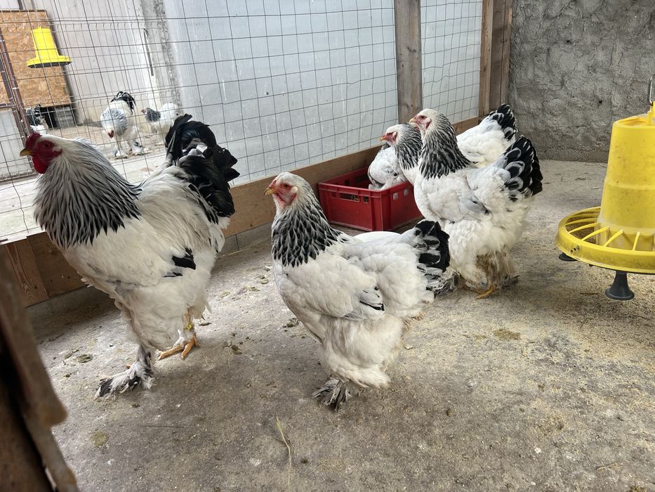 Fam.Brahma HD 2025 si pui