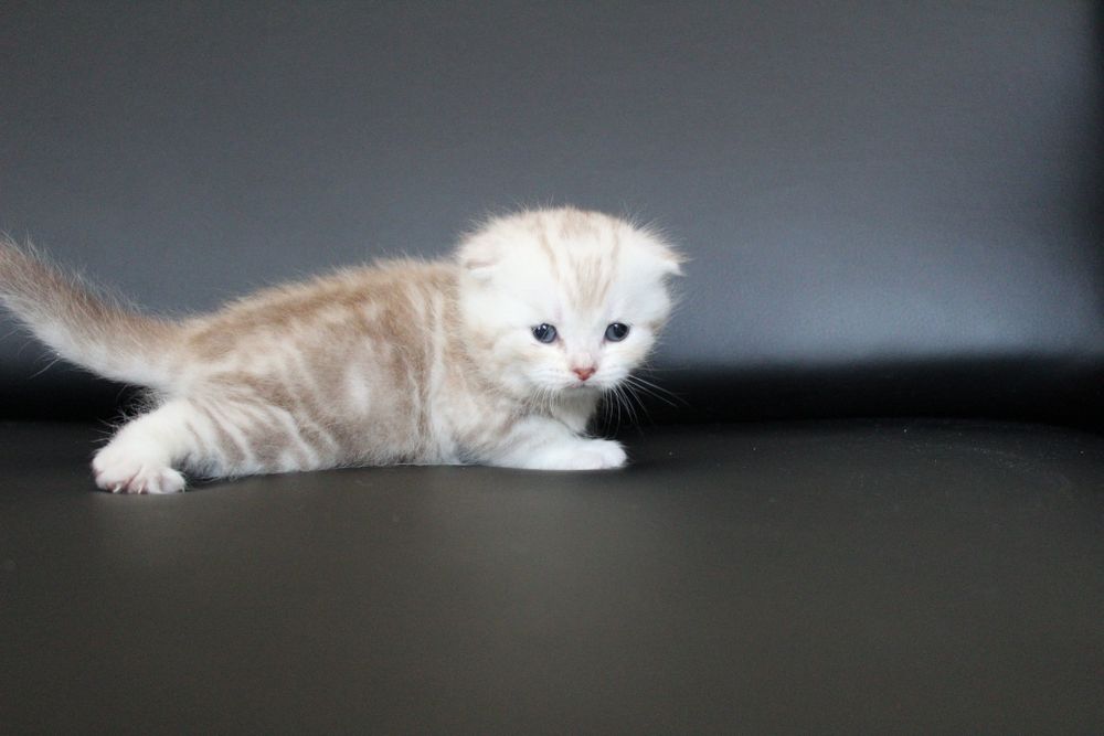 Животные, шотланские веслоухие