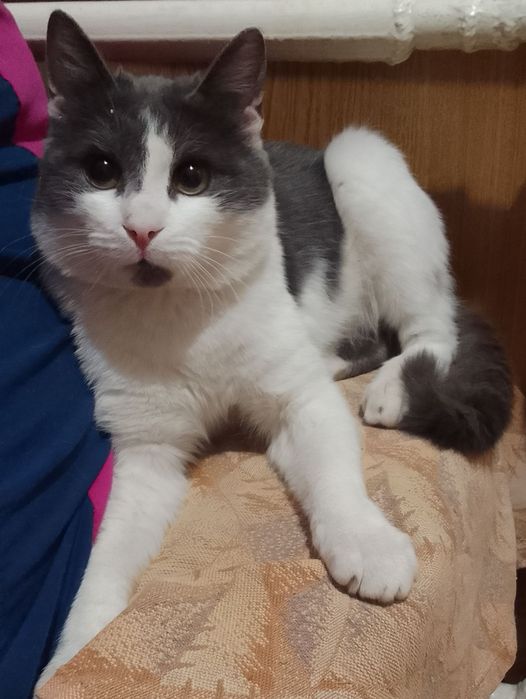 Веселый котик подросток ищет дом