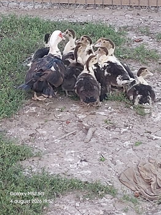 Boboci rațe leșești