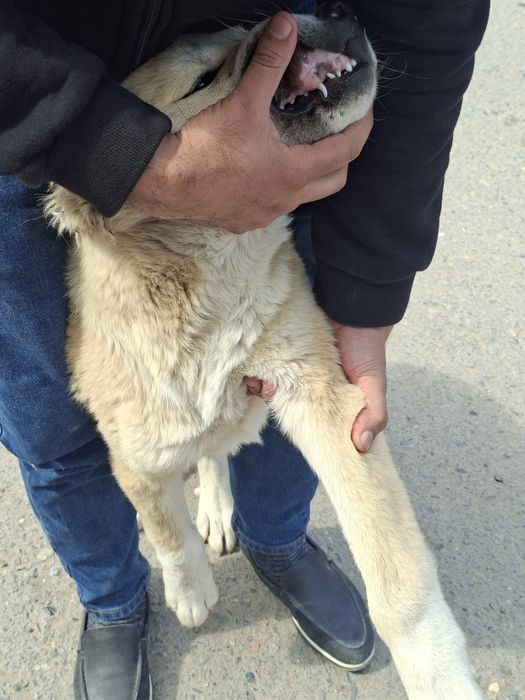 Alabay zoti 3(oylik)