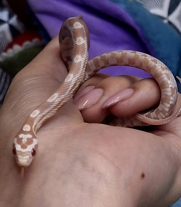 В продаже маисовый полоз