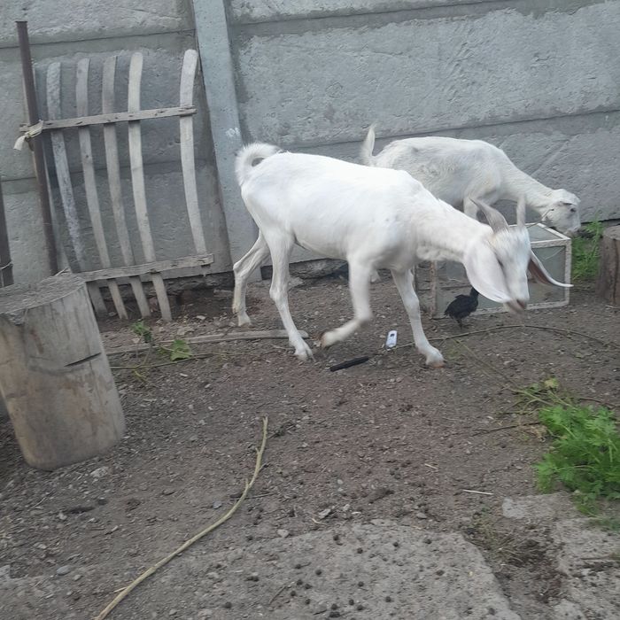 Продам зааненский, нубиский коз