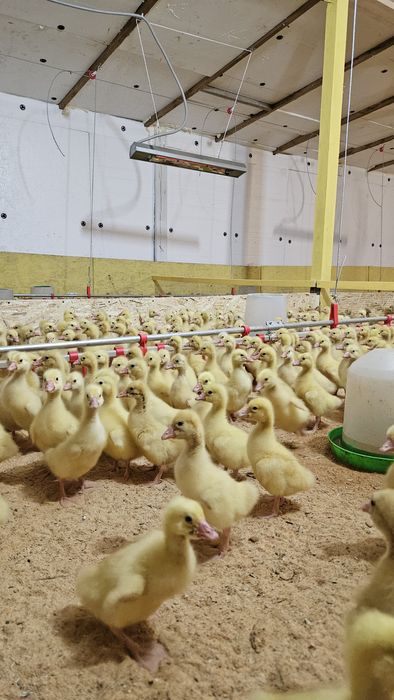 Гуси утки бройлер