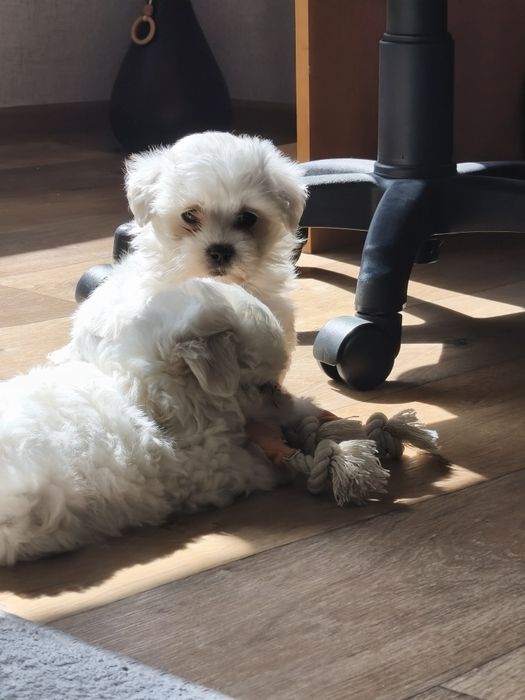 Малтийска болонка