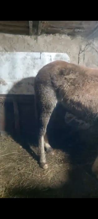 Продам кабылу три года