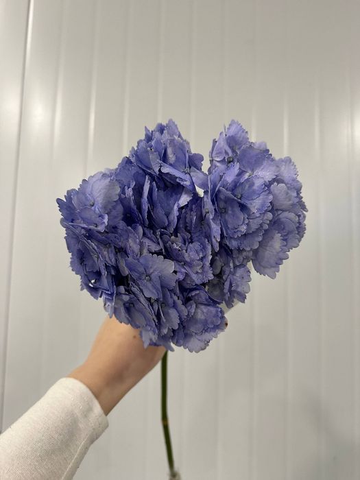 Пышные гортензии - объём, нежность и эффектный вид