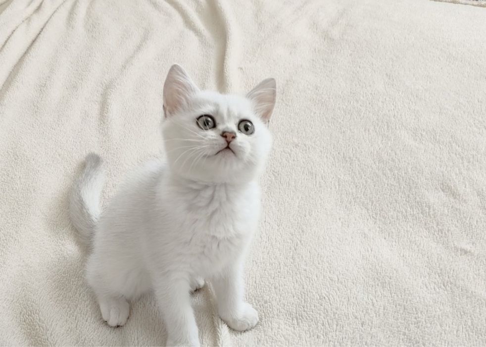Британские котята серебристая шиншилла