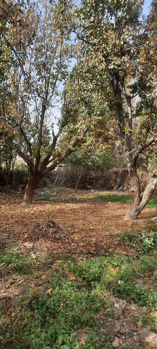 Гилос утинлар сотилади