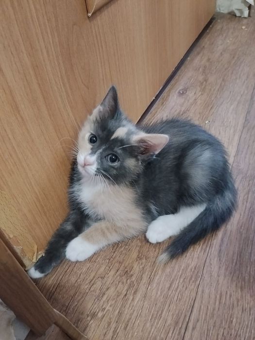 Котята бесплатно