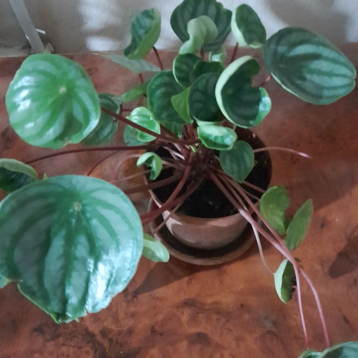 Пеперомия арбузная