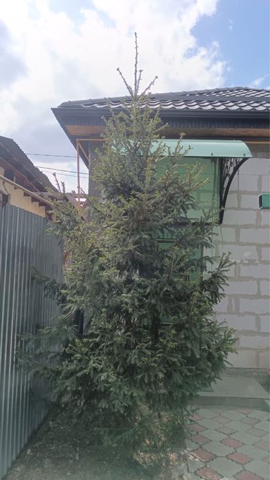 Ель зеленая пышная