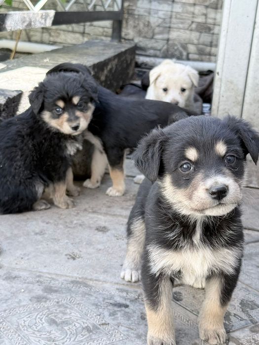 Отдам бесплатно кандектерьера