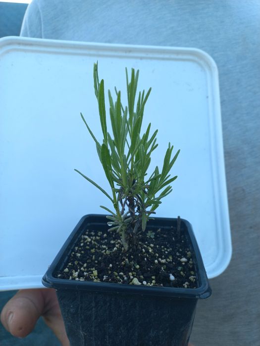 Разсад ТУЯ СМАРАГД и др. вечнозелени растения