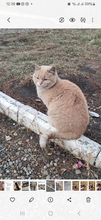 Пристраивается котик,подросток