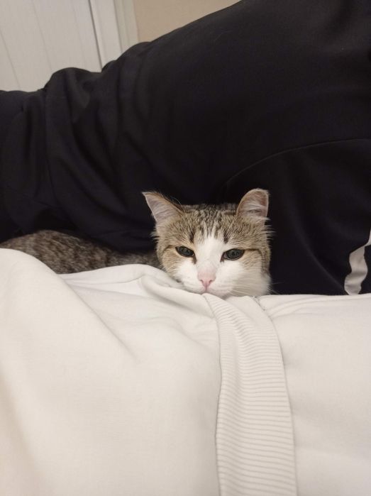 Отдаю кошечку в добрые руки