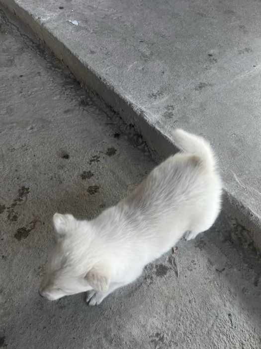 Отдам шенков в хорошие руки