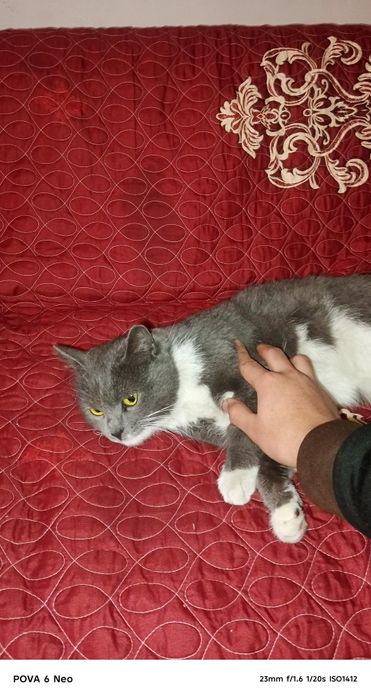 Mushuk parodasi METIS qiz bola