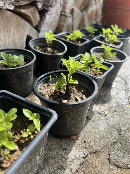 Продавам стевия | растение