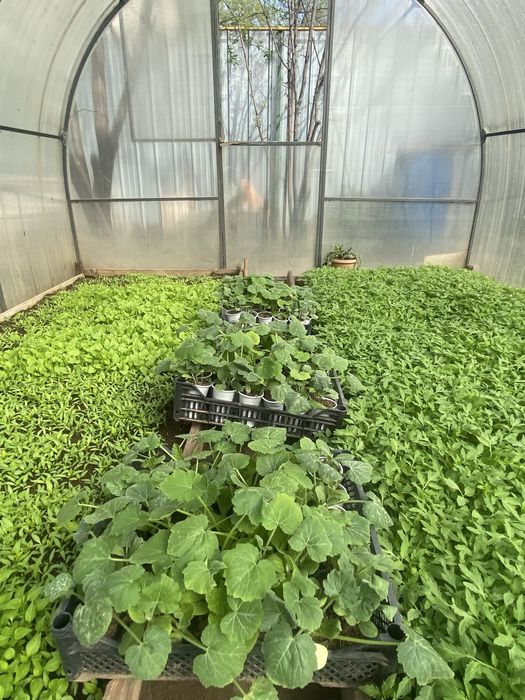 Рассада огурцы помидор