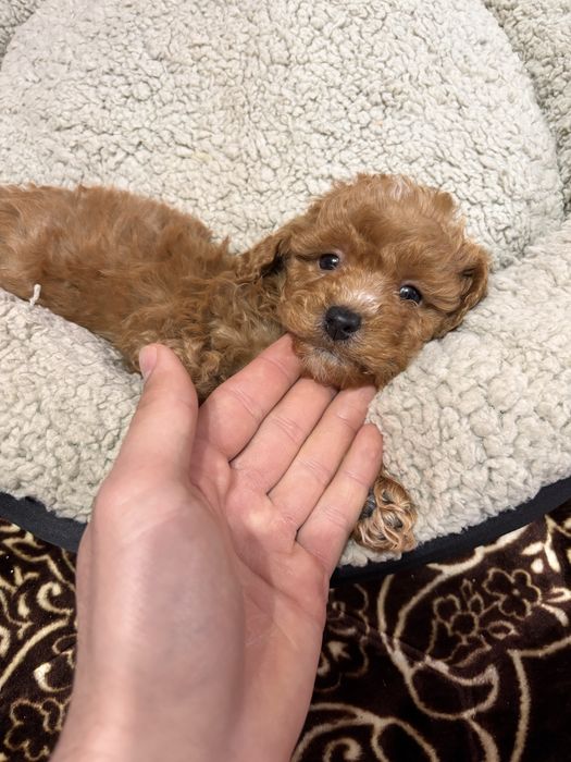 Maltipoo mini toy!