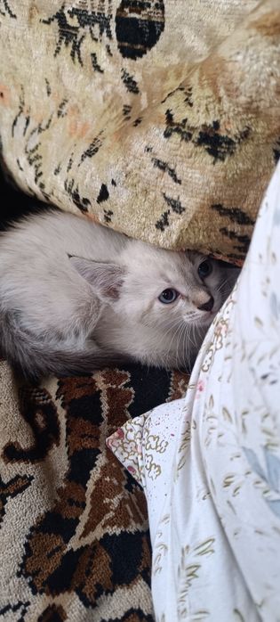 Ваш лучший друг-котенок