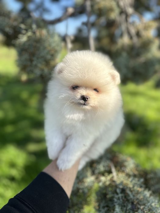 Мини Померан.