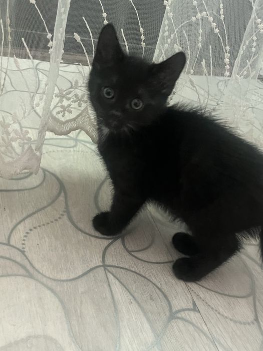 Мальчик 1.5 мес
