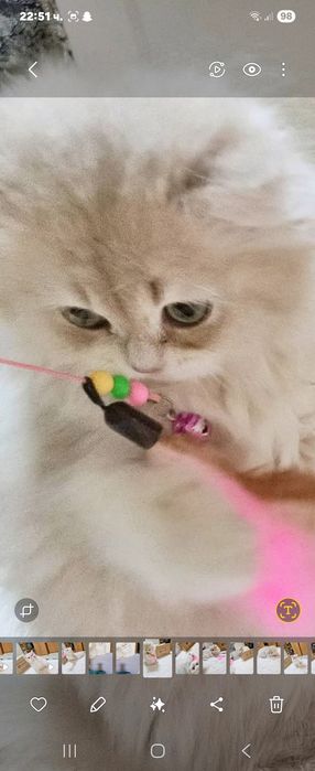 Британски котенца лилаво злато