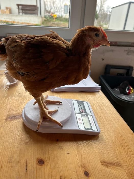 Pui rasa mixta si alb de carne  cu livrare