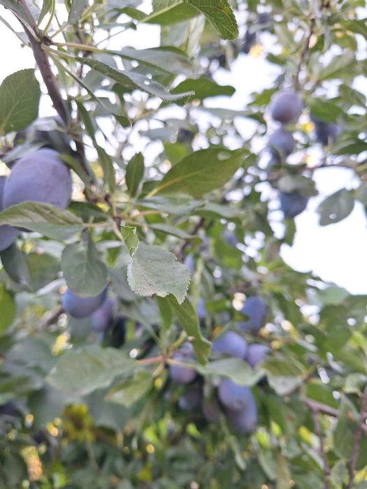 PRUNE si PERE cu gust adevarat, fara tratamente fitosanitare