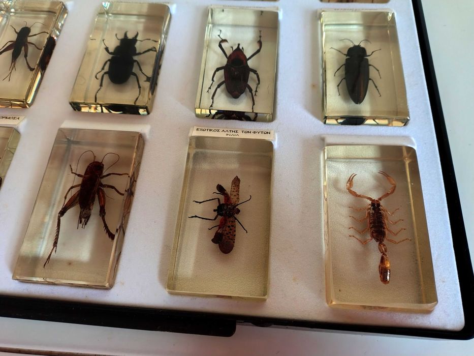 Страхотна Колекция Хербарий От Буболечки,Насекоми