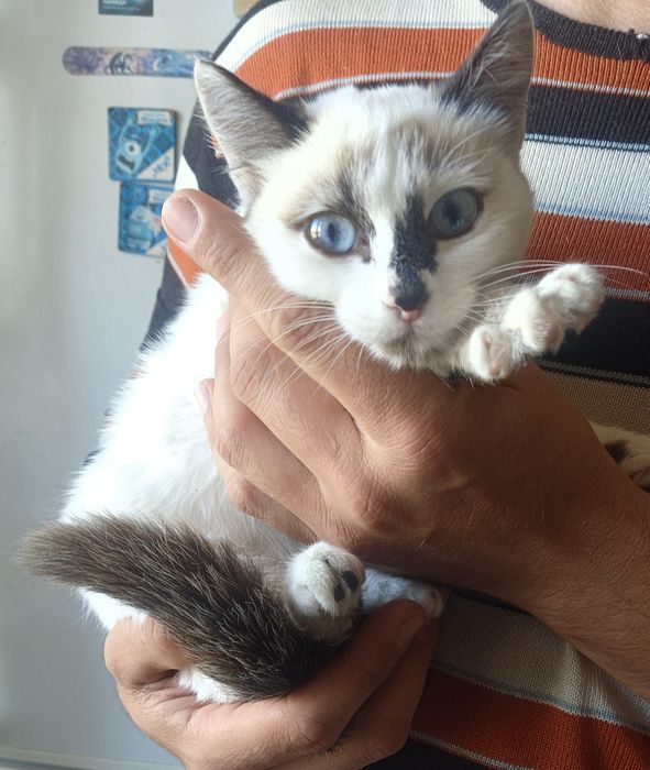 Сиамская котёнок девочка в добрые руки.