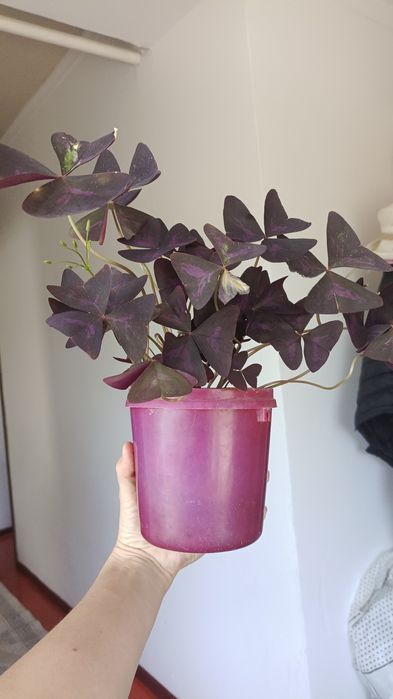 Цветы комнатные продаю