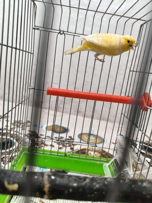 Продам самочек конореек