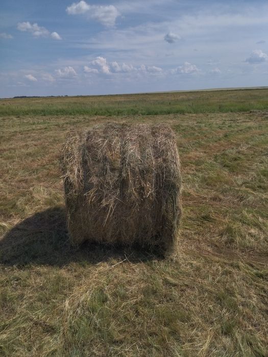 Продам сено в рулонах