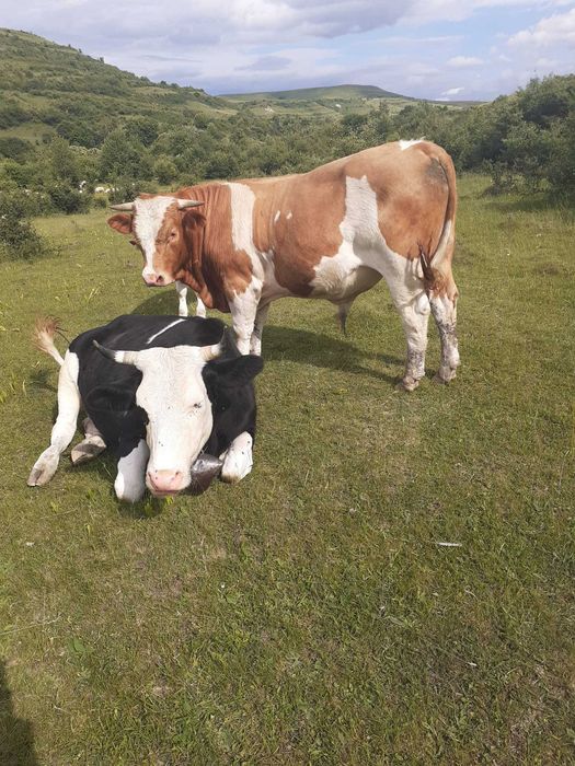 De vanzare vaci si un taur