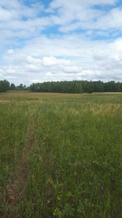 Cенокосы 1450 гектаров в аренду