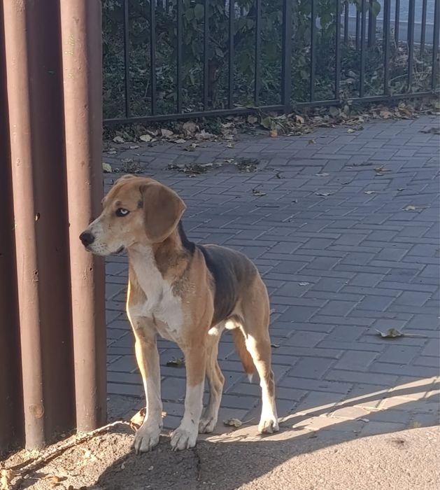 Собака ищет дом и любящих хозяев