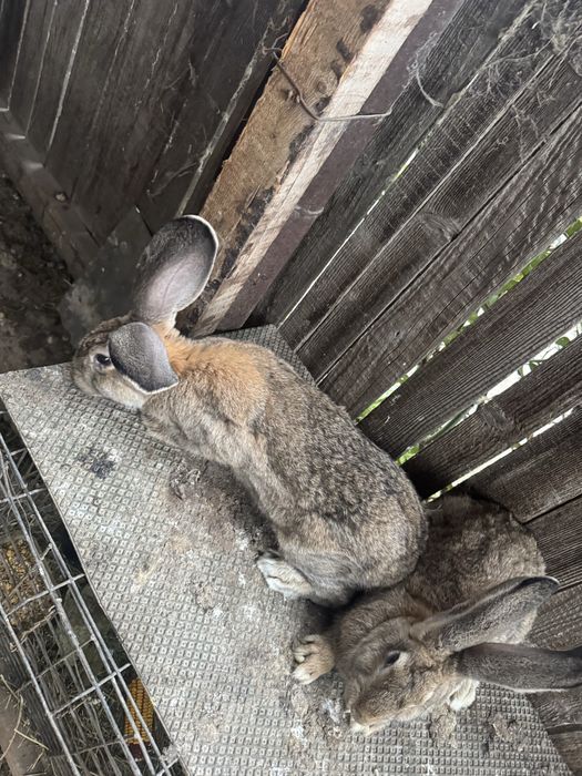 iepuroi urias german