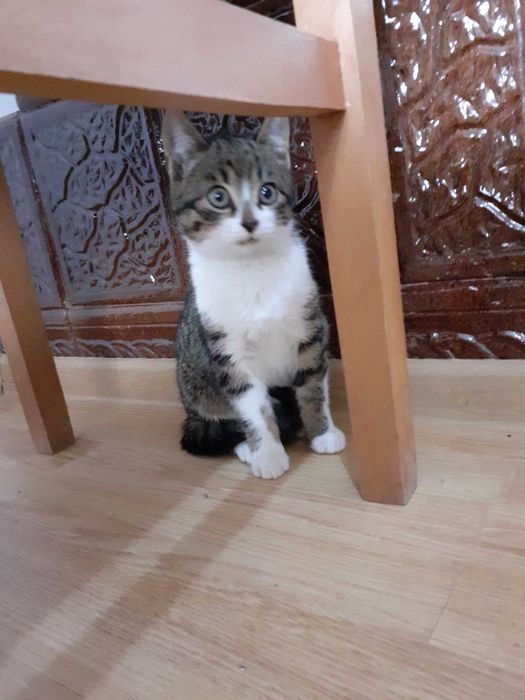 Adoptie donatie pisoi