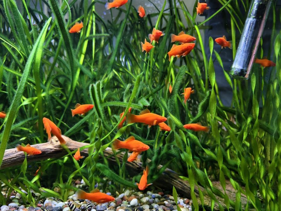 Рубиновые меченосцы