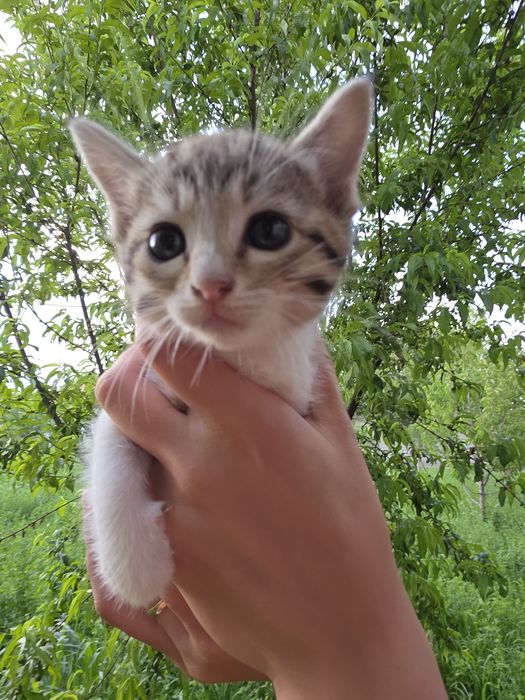 Котята отдаются даром Mushukchalar bepulga