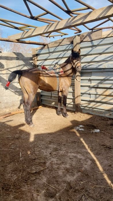 Лошадь продаю кокпарский