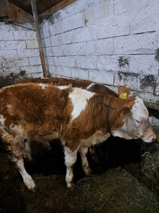 Vând  vitea baltată