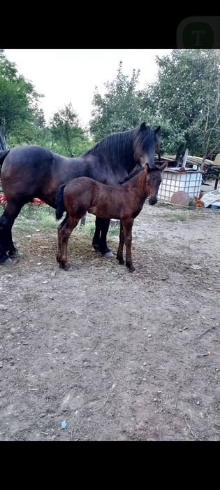 Iapa cu mânza  de 1 luna
