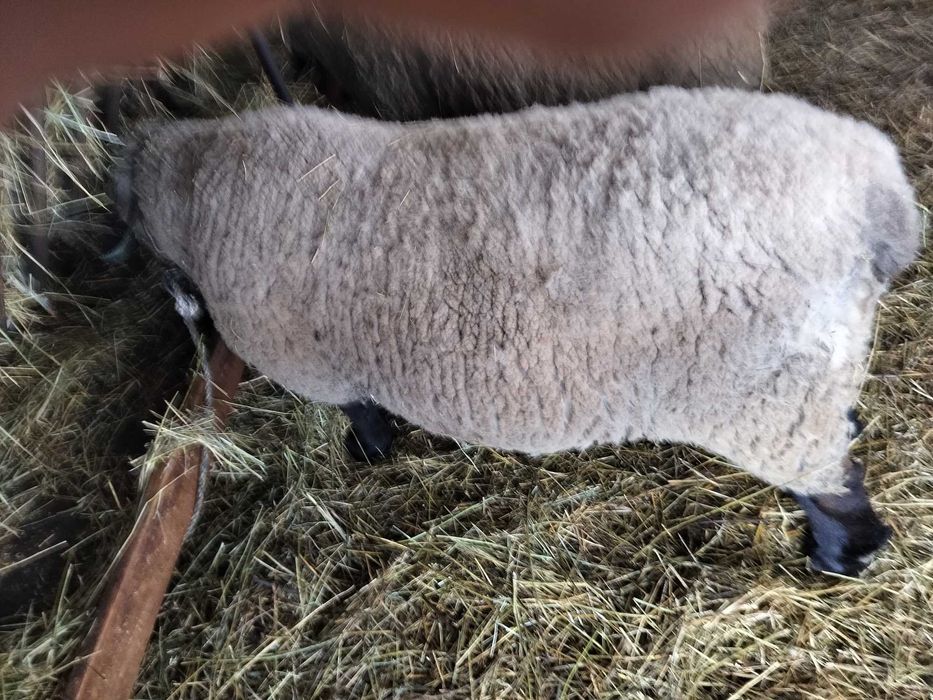 Berbec suffolk de vânzare