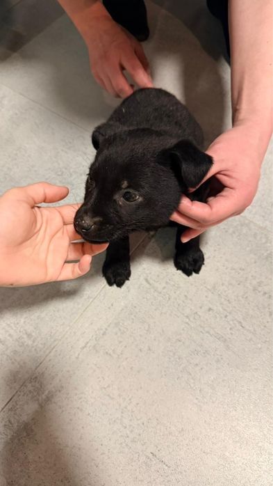 Отдам щенка в добрые руки